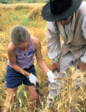 Grain Harvest - Living History Farms