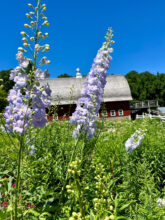 Seed Savers Exchange